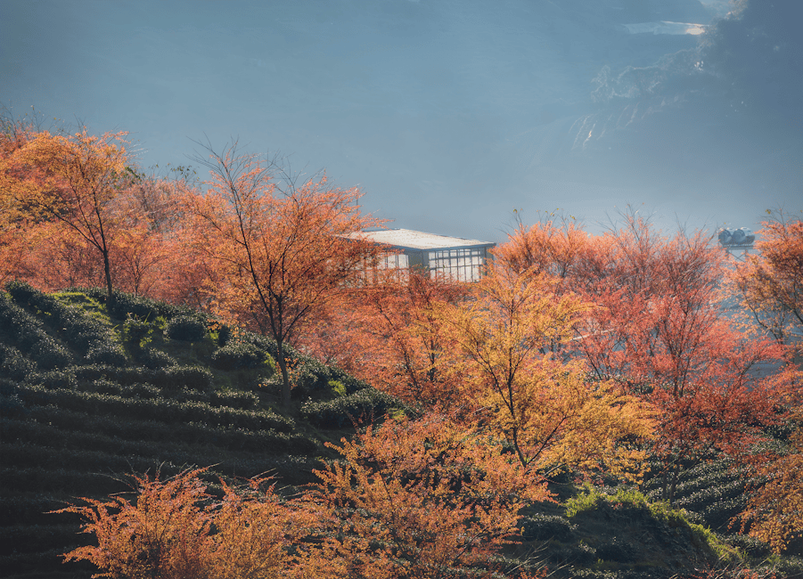 Tea plantation with autumn leaves representing holistic nutrition